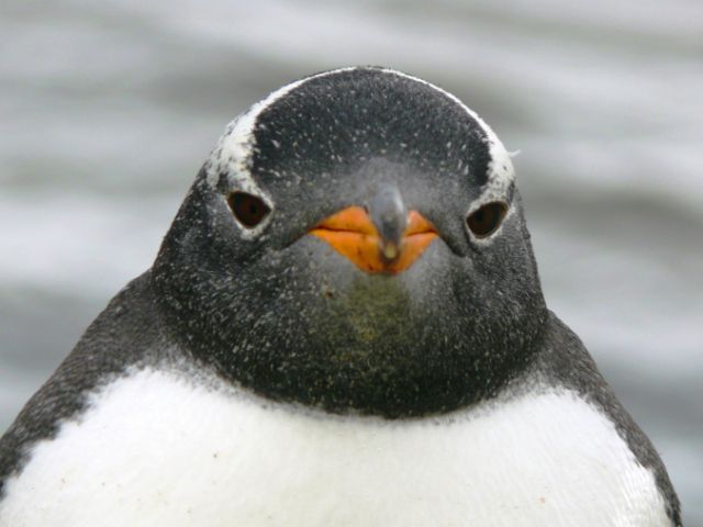 Penguin mentionin' 07-falklands-7-gentoo-penguin-face-to-face